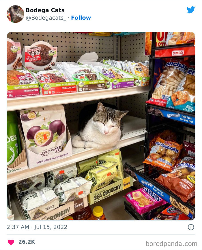 Funny-Shop-Cats-Pictures