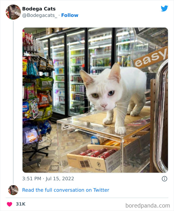 Funny-Shop-Cats-Pictures