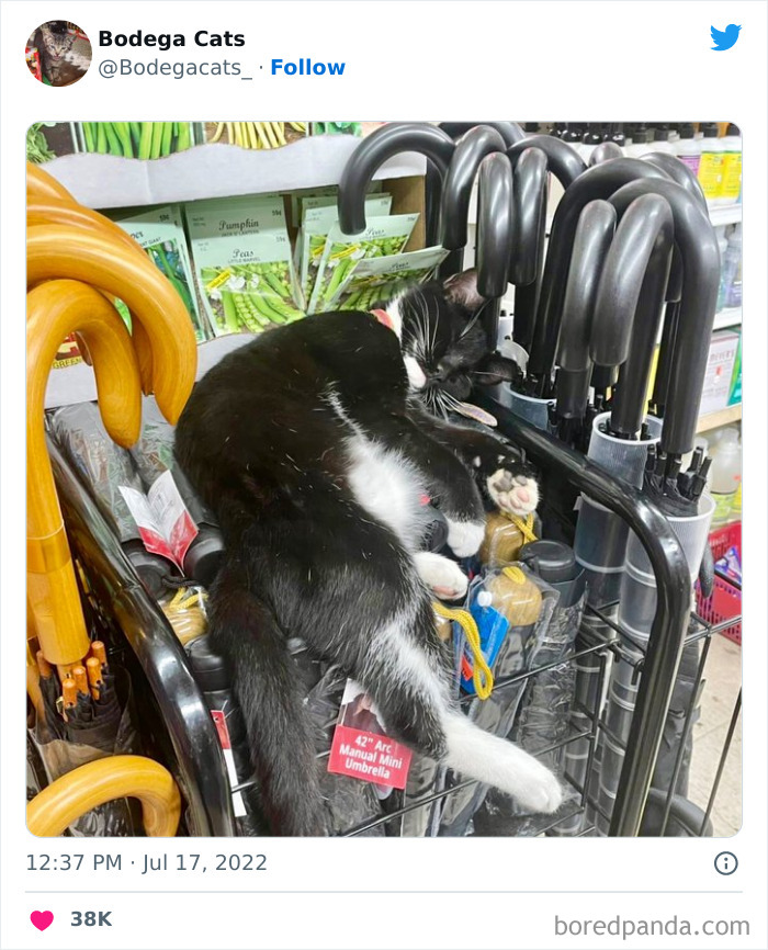 Funny-Shop-Cats-Pictures