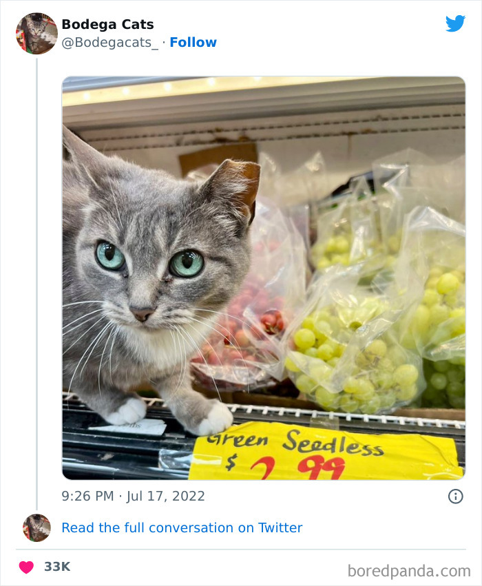 Funny-Shop-Cats-Pictures