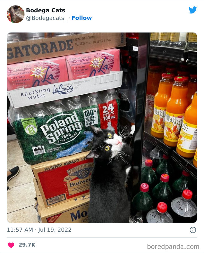 Funny-Shop-Cats-Pictures