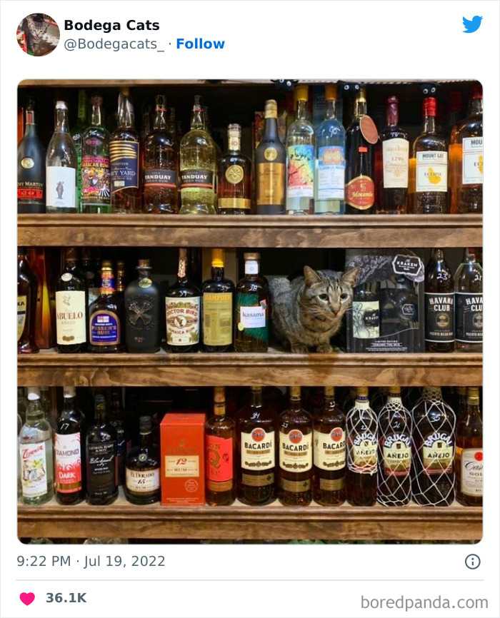 Funny-Shop-Cats-Pictures