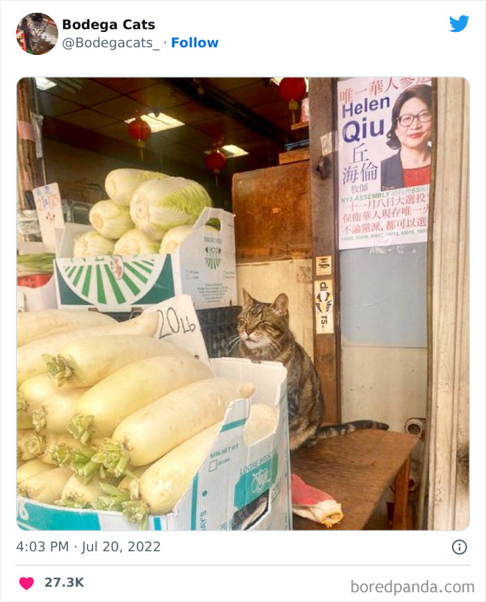 Funny-Shop-Cats-Pictures