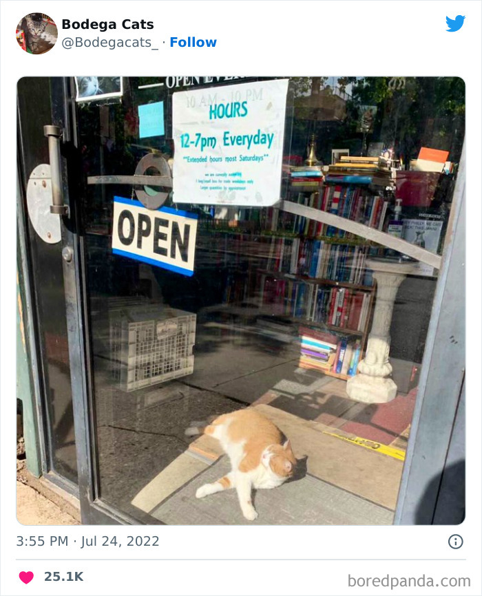 Funny-Shop-Cats-Pictures