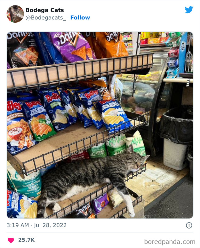 Funny-Shop-Cats-Pictures