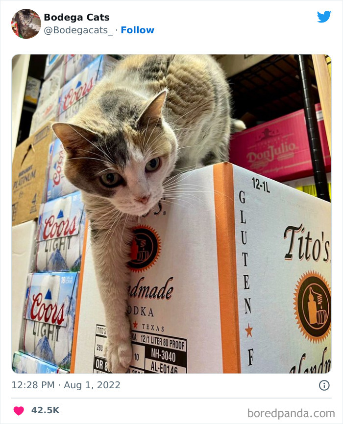 Funny-Shop-Cats-Pictures