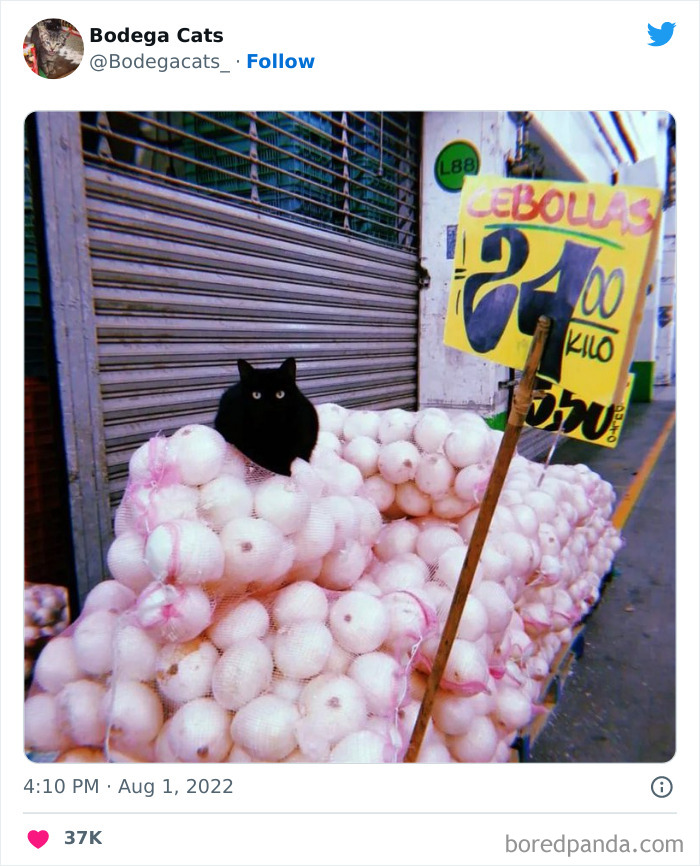 Funny-Shop-Cats-Pictures