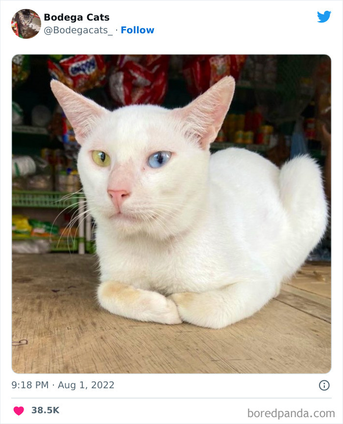 Funny-Shop-Cats-Pictures