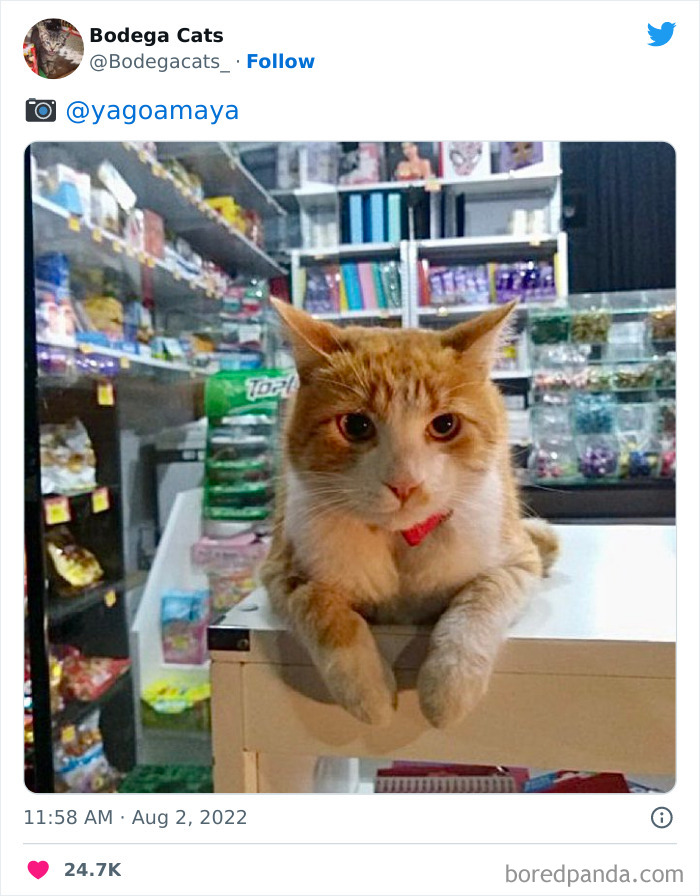 Funny-Shop-Cats-Pictures