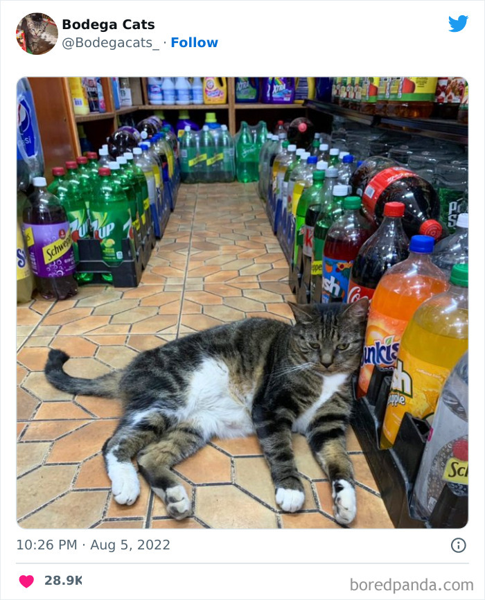 Funny-Shop-Cats-Pictures