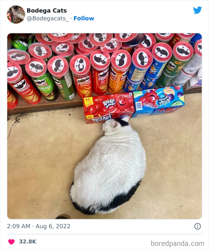 Funny-Shop-Cats-Pictures