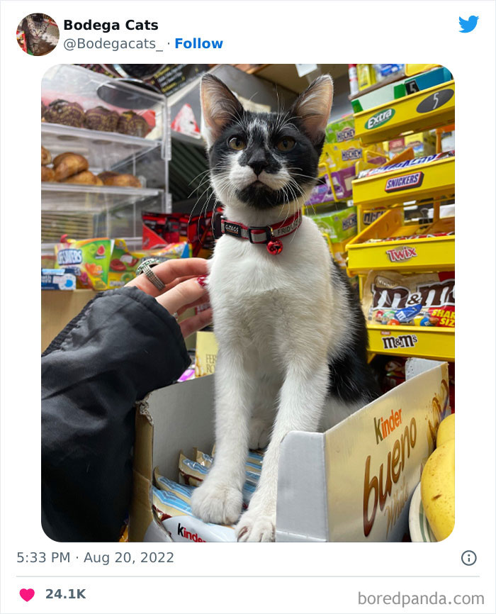 Funny-Shop-Cats-Pictures