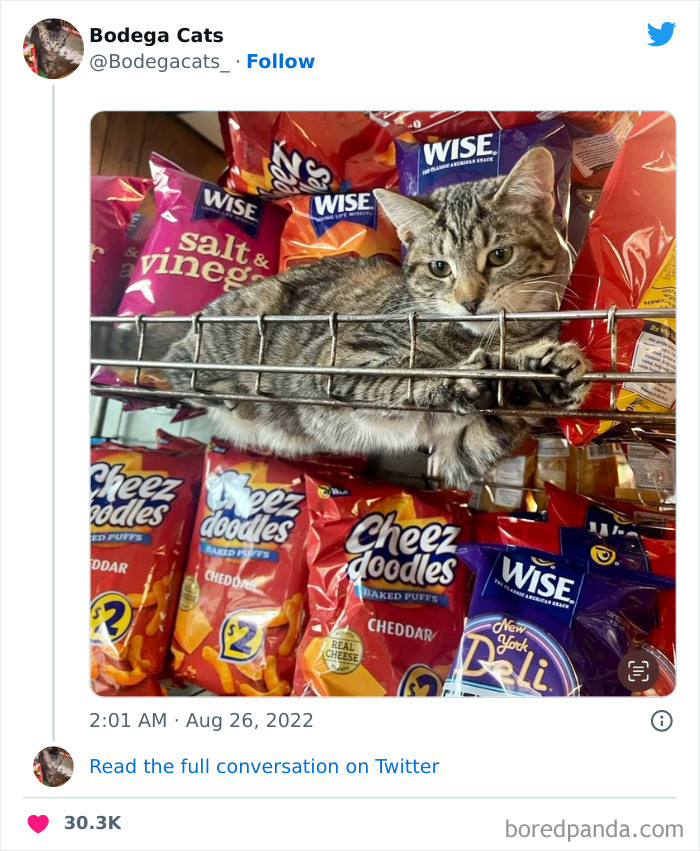 Funny-Shop-Cats-Pictures