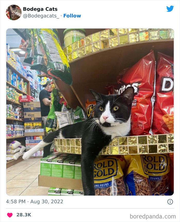 Funny-Shop-Cats-Pictures