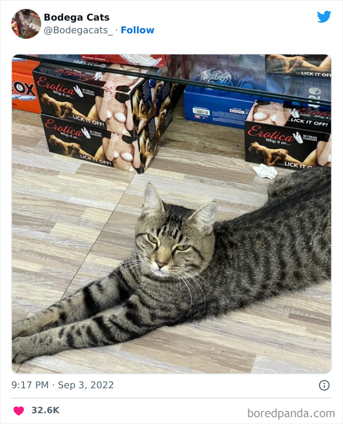 Funny-Shop-Cats-Pictures