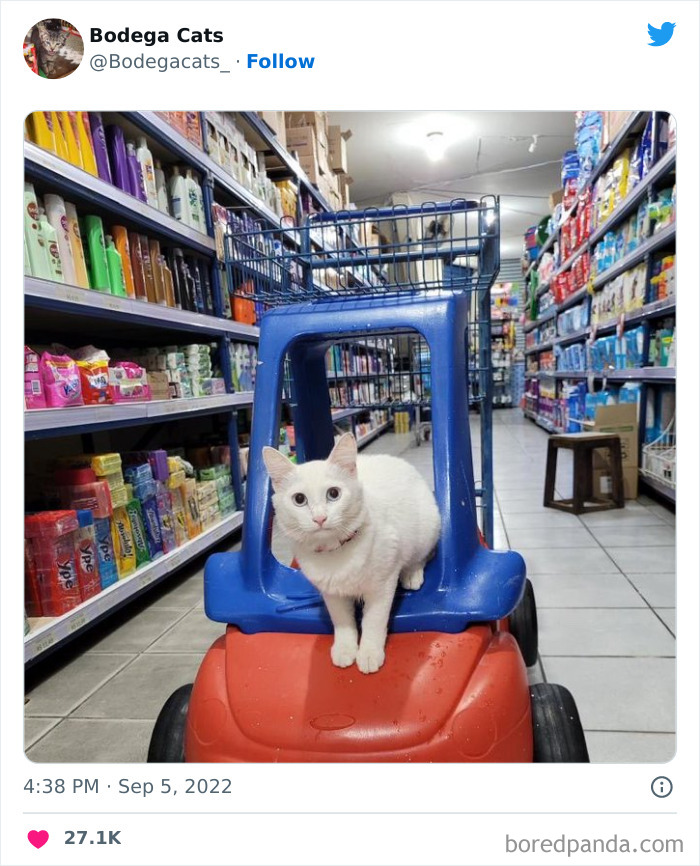 Funny-Shop-Cats-Pictures