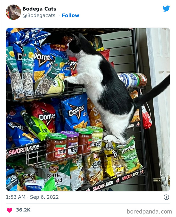 Funny-Shop-Cats-Pictures