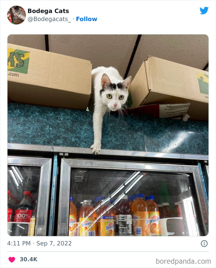 Funny-Shop-Cats-Pictures