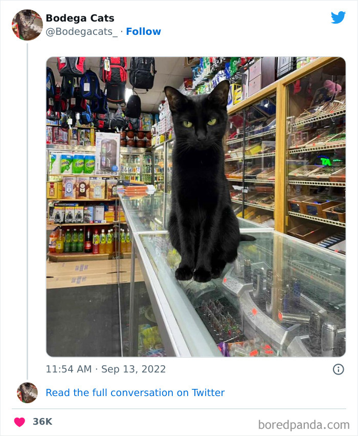 Funny-Shop-Cats-Pictures