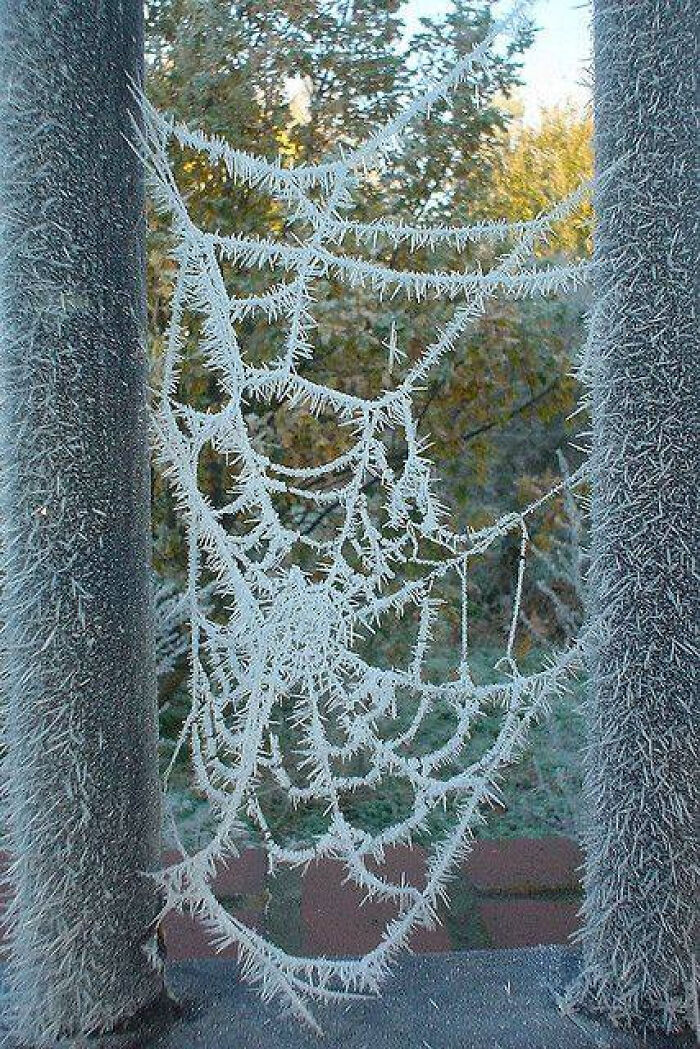 A Frosted Spiderweb