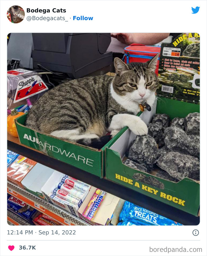 Funny-Shop-Cats-Pictures