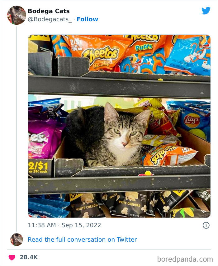 Funny-Shop-Cats-Pictures