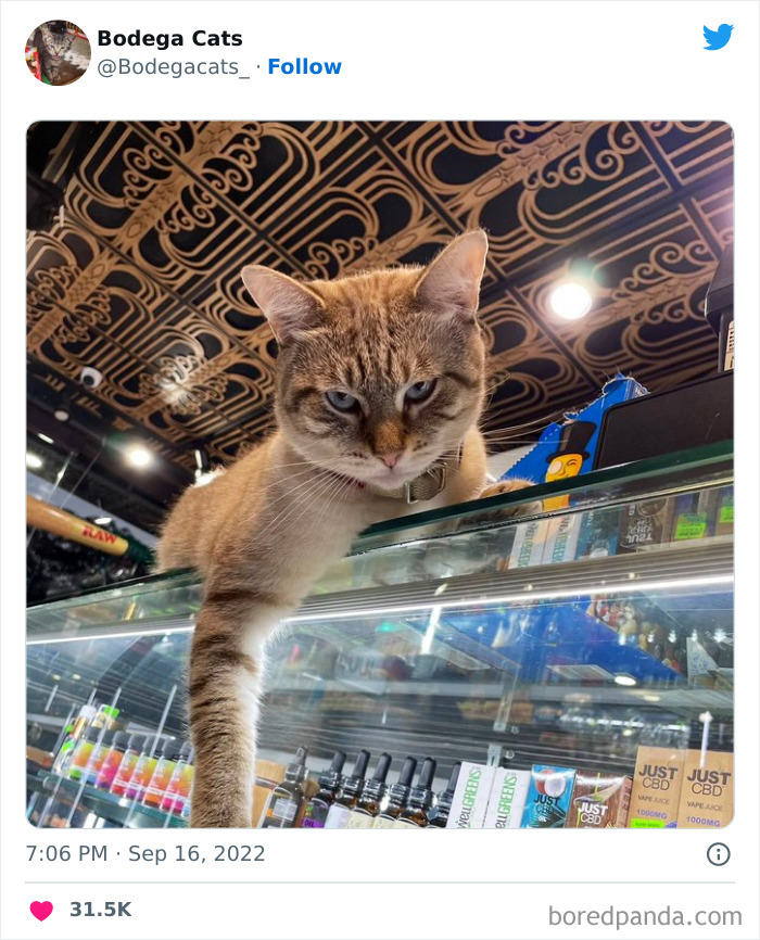 Funny-Shop-Cats-Pictures