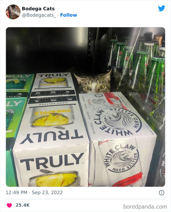 Funny-Shop-Cats-Pictures