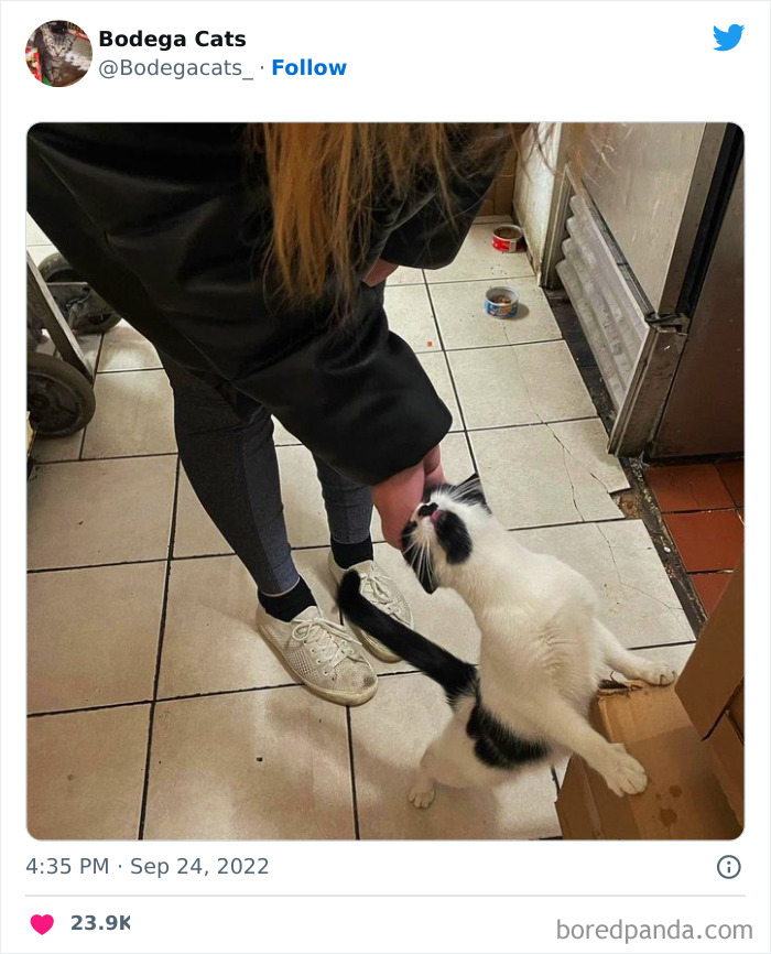 Funny-Shop-Cats-Pictures