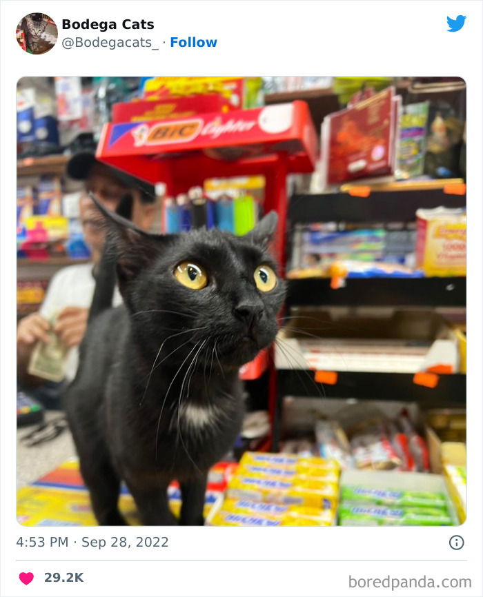 Funny-Shop-Cats-Pictures