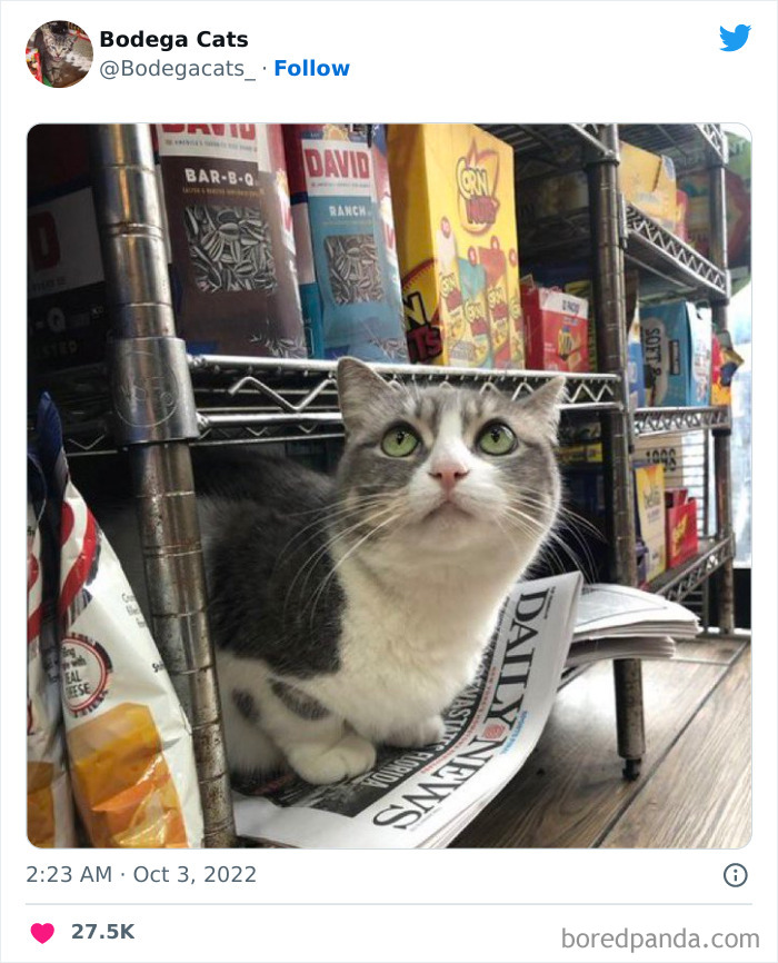 Funny-Shop-Cats-Pictures