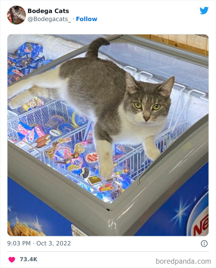 Funny-Shop-Cats-Pictures