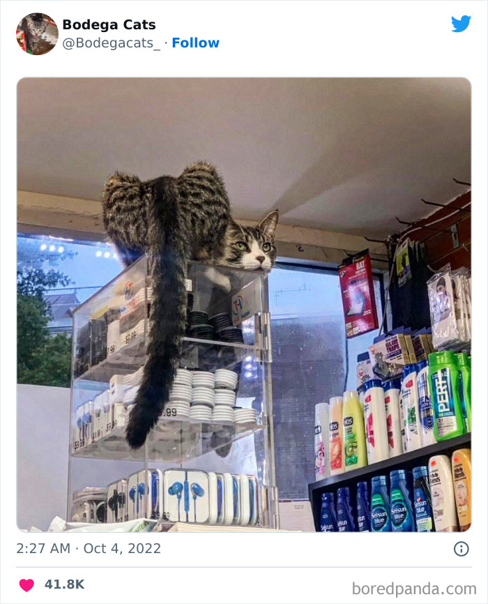 Funny-Shop-Cats-Pictures