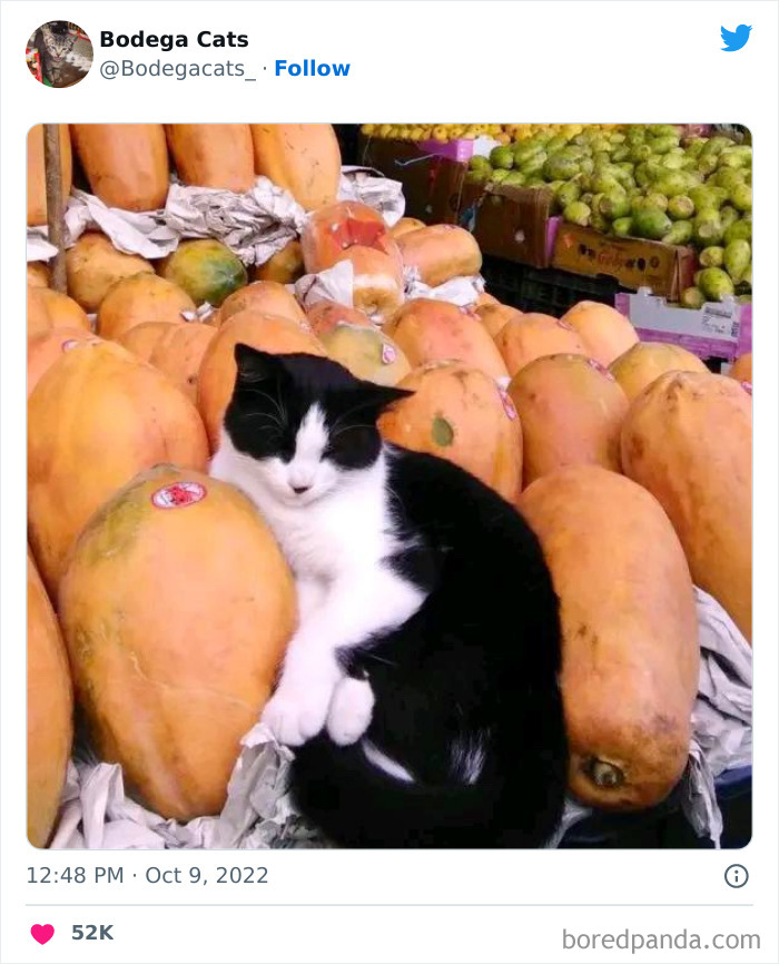 Cute And Funny Cats In Shops Looking Like They Own The Place, As Shared On This Twitter Page (New Pics)