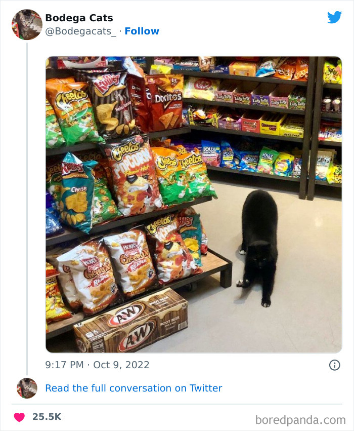 Funny-Shop-Cats-Pictures