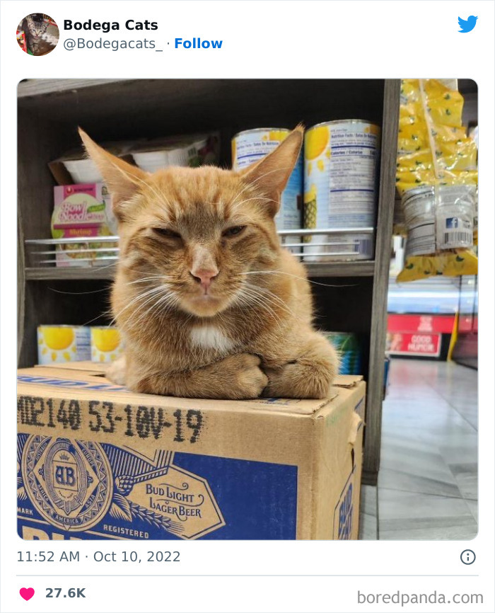 Funny-Shop-Cats-Pictures