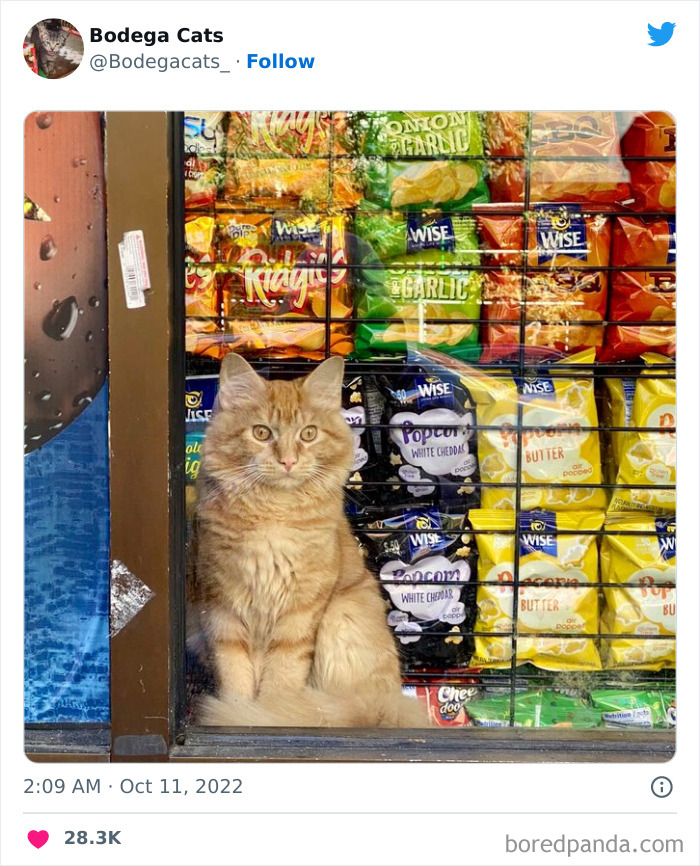 Funny-Shop-Cats-Pictures