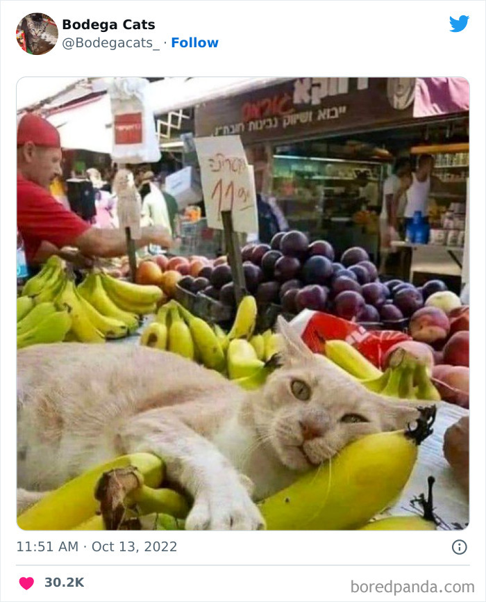 Funny-Shop-Cats-Pictures