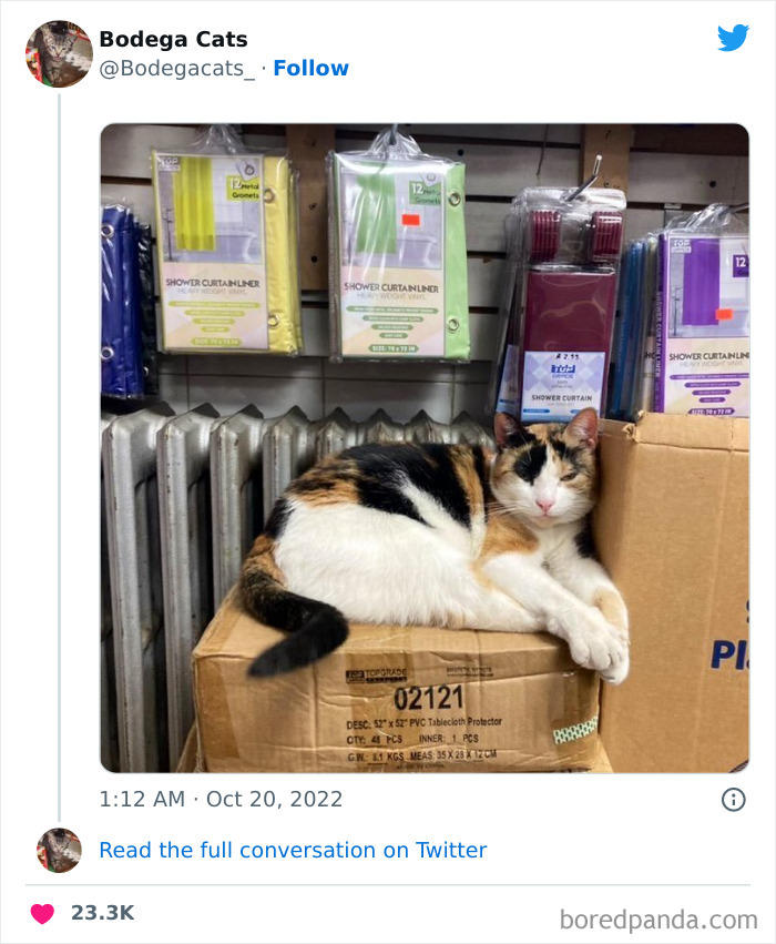 Funny-Shop-Cats-Pictures