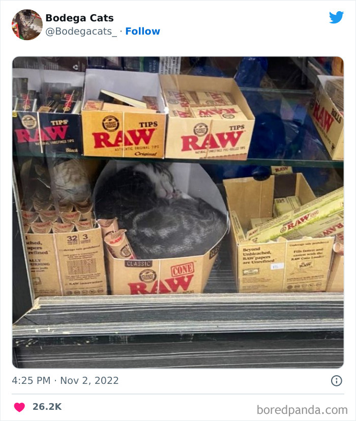 Funny-Shop-Cats-Pictures