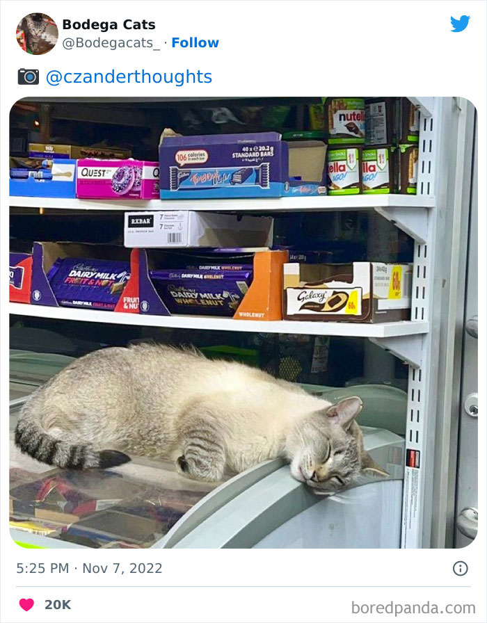 Funny-Shop-Cats-Pictures