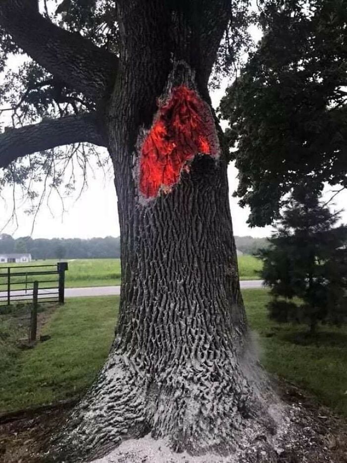 Tree Burning From The Inside After Being Struck By Lightning