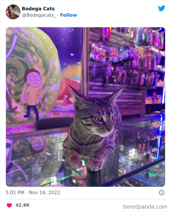 Funny-Shop-Cats-Pictures