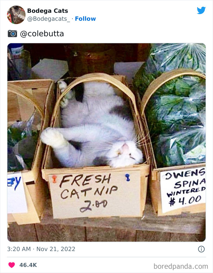 Funny-Shop-Cats-Pictures