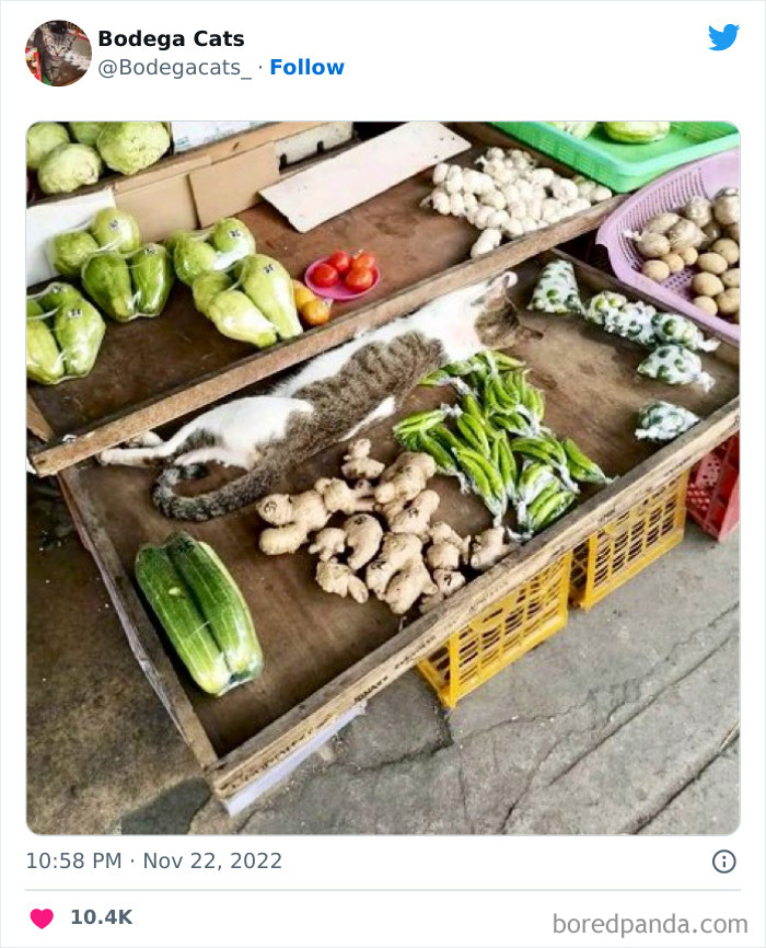 Funny-Shop-Cats-Pictures