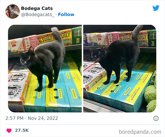 Funny-Shop-Cats-Pictures