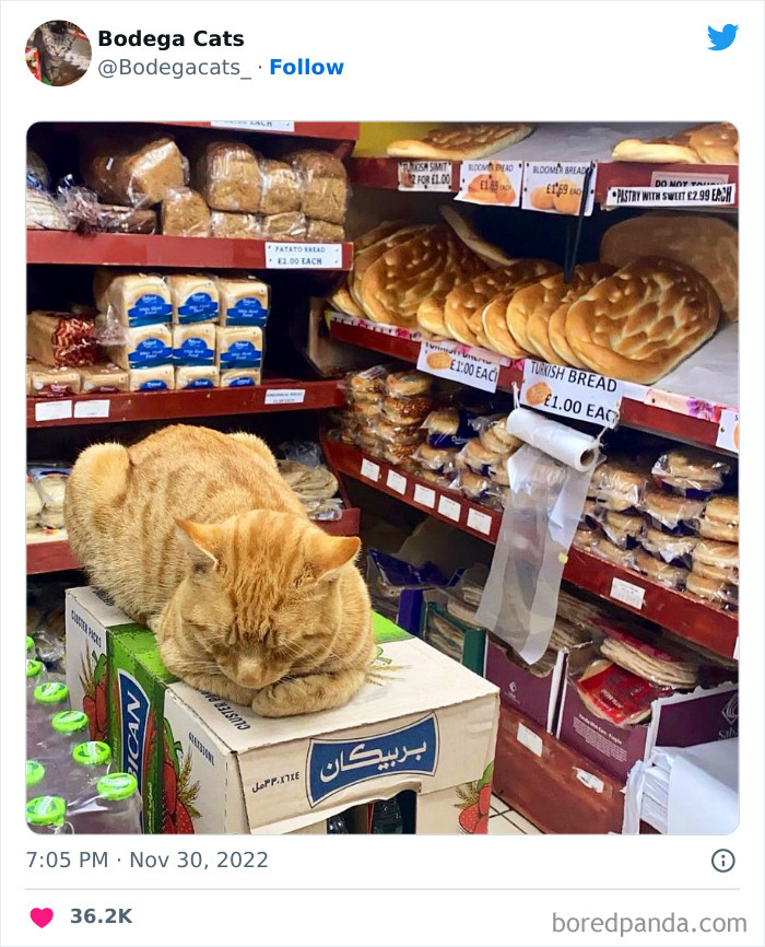 Funny-Shop-Cats-Pictures