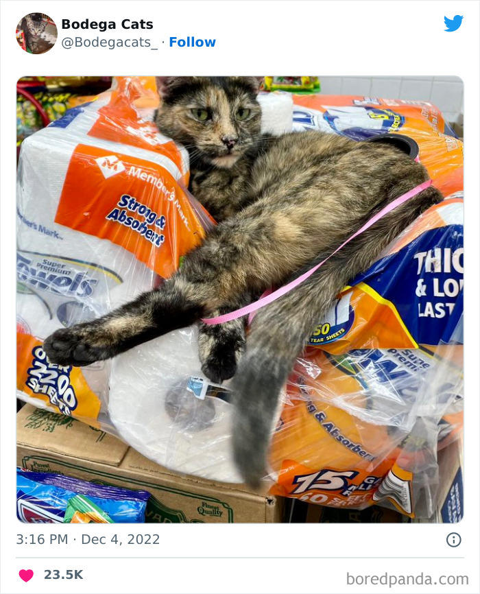 Funny-Shop-Cats-Pictures