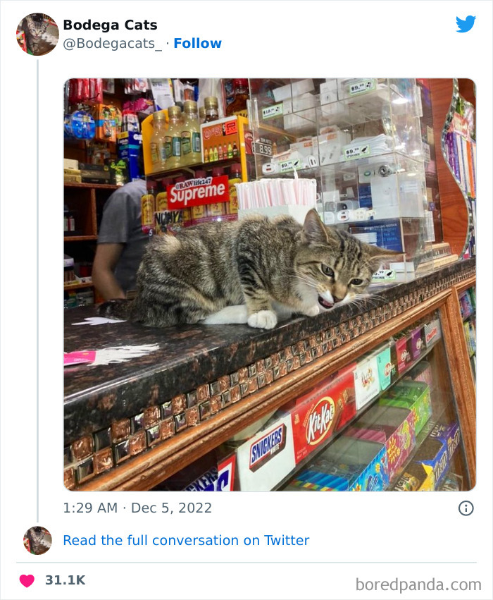 Cute And Funny Cats In Shops Looking Like They Own The Place, As Shared On This Twitter Page (New Pics)