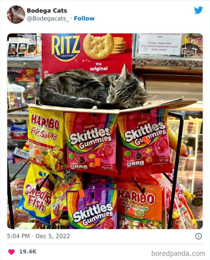 Funny-Shop-Cats-Pictures